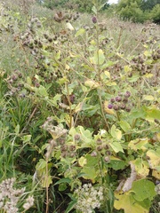 Arctium lappa