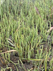 Salicornia perennis