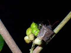 Toxicodendron radicans