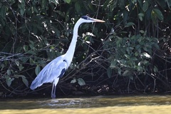 Ardea cocoi