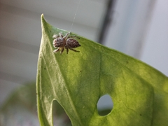 Thyene imperialis