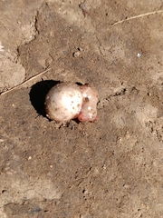 Muroidea