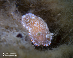 Goniobranchus epicurius