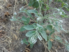 Heliotropium