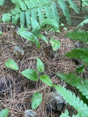 Maianthemum canadense