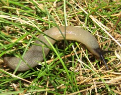 Krynickillus melanocephalus