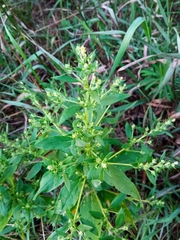 Axyris amaranthoides