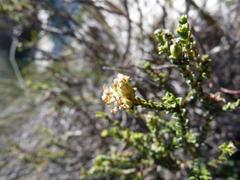Euchaetis pungens
