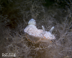 Goniobranchus epicurius