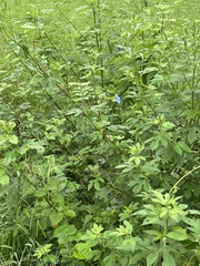 Convolvulaceae