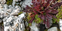 Pedicularis kerneri