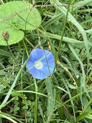 Convolvulaceae