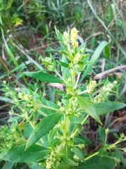 Axyris amaranthoides