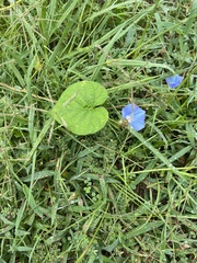 Convolvulaceae