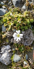 Cerastium uniflorum