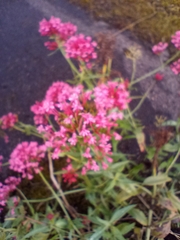 Centranthus ruber
