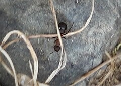 Formica rufa