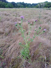 Cirsium serrulatum