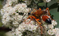 Sphex ichneumoneus