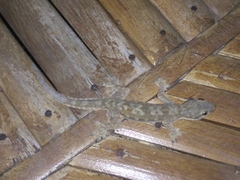 Hemidactylus platyurus