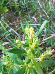 Axyris amaranthoides