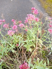 Centranthus ruber