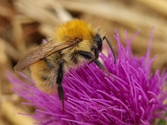 Thoracobombus