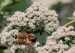 Sphex ichneumoneus