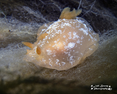 Doriopsilla carneola