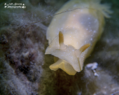 Doriopsilla carneola