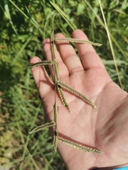 Paspalum dilatatum