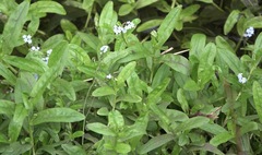 Myosotis scorpioides