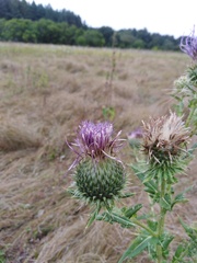Cirsium serrulatum