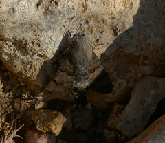 Macroglossum stellatarum