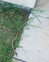 Cubophis cantherigerus