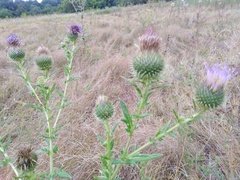 Cirsium serrulatum