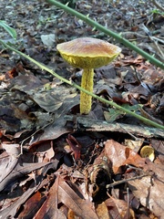 Aureoboletus betula
