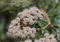 Euodynerus hidalgo