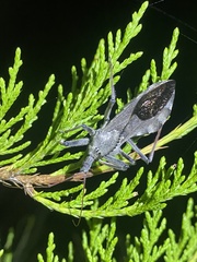 Arilus cristatus