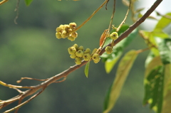 Euphorbiaceae