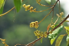Euphorbiaceae