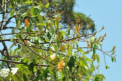 Euphorbiaceae