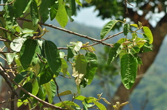 Euphorbiaceae