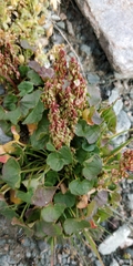 Rumex scutatus