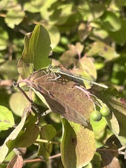Platycnemis pennipes
