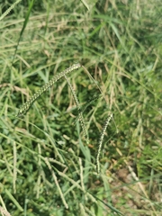 Paspalum dilatatum