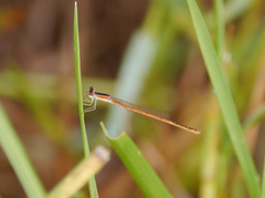 Image of Agriocnemis exilis