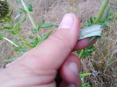 Cirsium serrulatum