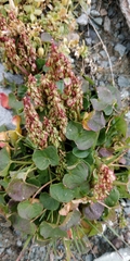 Rumex scutatus