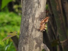 Papilionidae